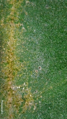 Ficus rubiginosa