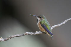 Selasphorus sasin sedentarius