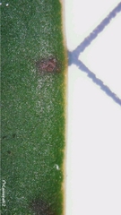 Ficus rubiginosa