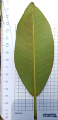 Ficus rubiginosa