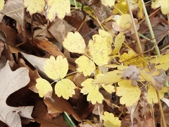 Thalictrum venulosum