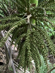 Arecaceae