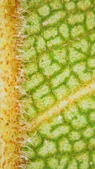 Ficus rubiginosa