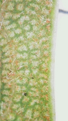 Ficus rubiginosa