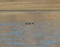 Podiceps nigricollis