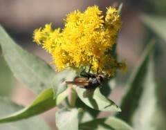Paradejeania rutilioides