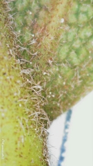 Ficus rubiginosa