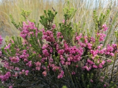 Erica umbelliflora