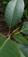 Ficus rubiginosa