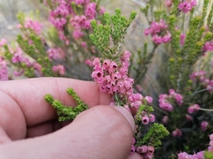 Erica umbelliflora