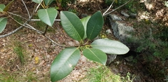 Ficus rubiginosa