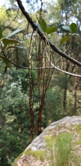 Ficus rubiginosa