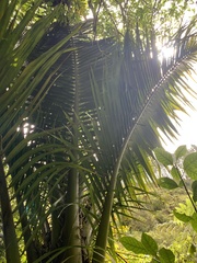 Arecaceae
