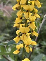 Crotalaria trichotoma