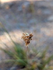 Carex straminiformis