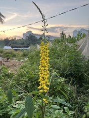 Crotalaria trichotoma