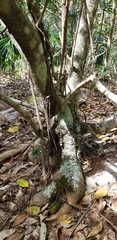 Ficus rubiginosa