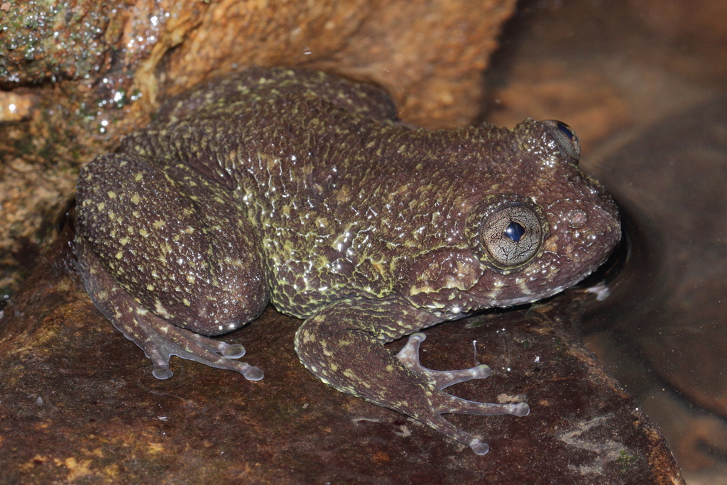 Wayanad Night Frog