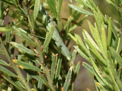 Orthodera ministralis