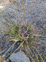 Carex straminiformis