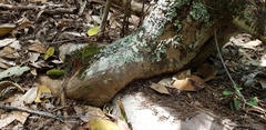 Ficus rubiginosa