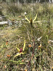 Caladenia leptochila