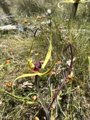 Caladenia leptochila