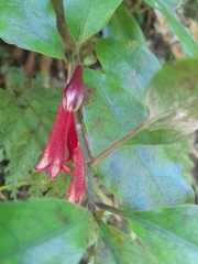 Alseuosmia macrophylla