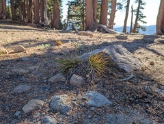 Carex straminiformis