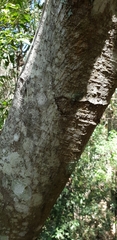 Ficus rubiginosa