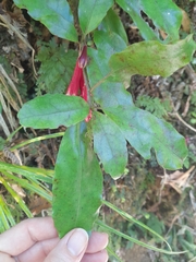 Alseuosmia macrophylla