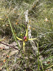 Caladenia leptochila