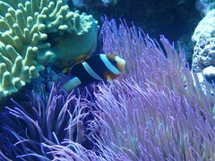 Heteractis crispa