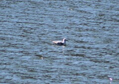 Larus californicus