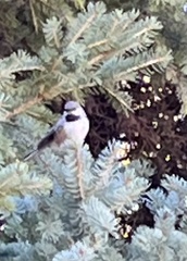 Poecile hudsonicus