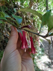 Alseuosmia macrophylla