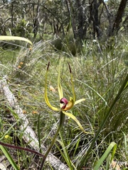 Caladenia leptochila