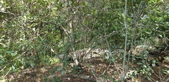Ficus rubiginosa