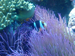Heteractis crispa
