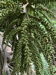 Arecaceae