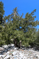 Pseudotsuga macrocarpa