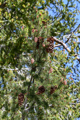 Pseudotsuga macrocarpa