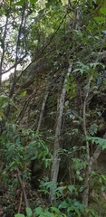 Ficus rubiginosa