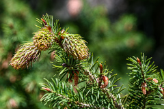 Pseudotsuga macrocarpa