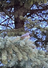 Poecile hudsonicus