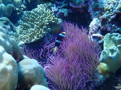 Heteractis crispa