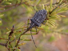 Alcaeus varicornis