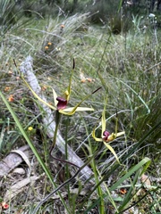 Caladenia leptochila