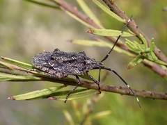Alcaeus varicornis