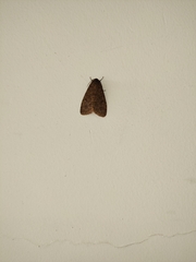 Olepa ricini